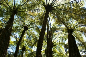 Queen Charlotte Track