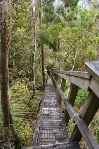 Great Barrier island - Kaiaraara track