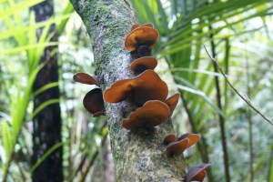 Great Barrier Island