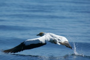 Gannet