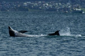 Dolphins New Zealand