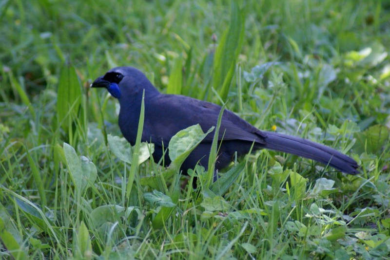 We were treated to two rare Kokako on the track one day. They subsequently followed us through the trees.