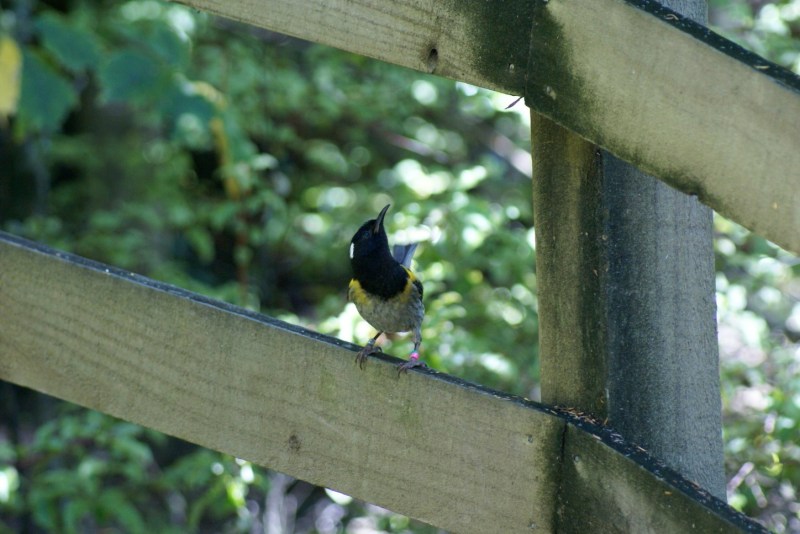 These little guys (Hihi) get bullied by the Belbirds