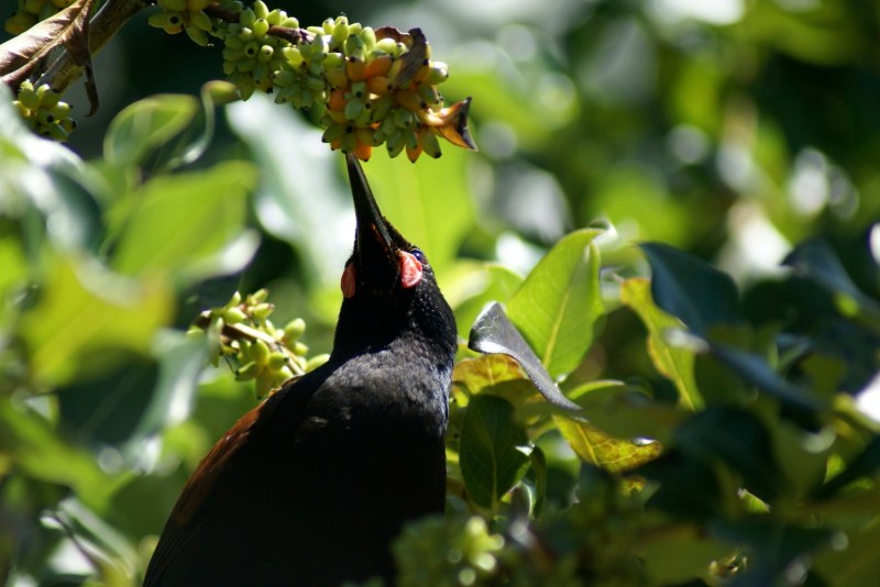 A close look at a Saddleback