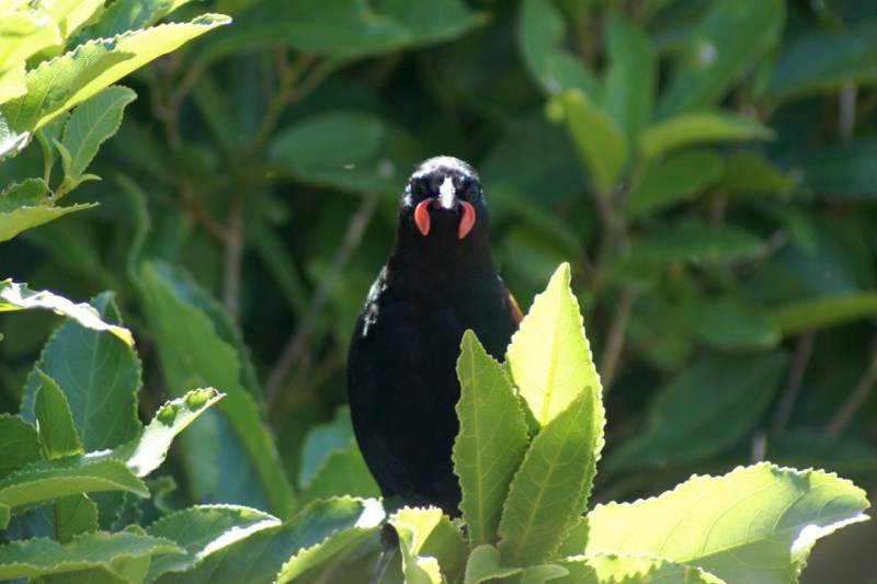 The saddle back has a similar sac to the Kokako