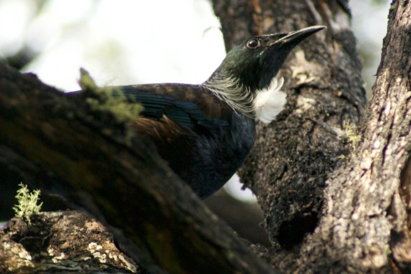 A closer look at a Tui