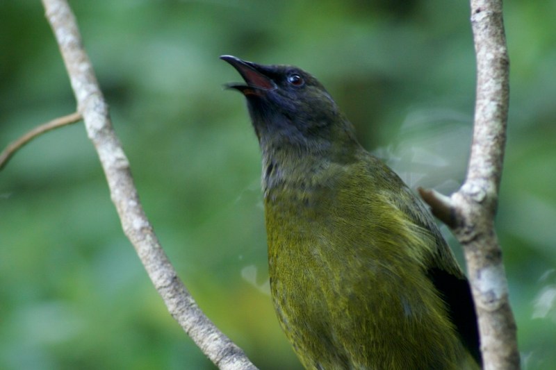 New Zealand Bell Bird