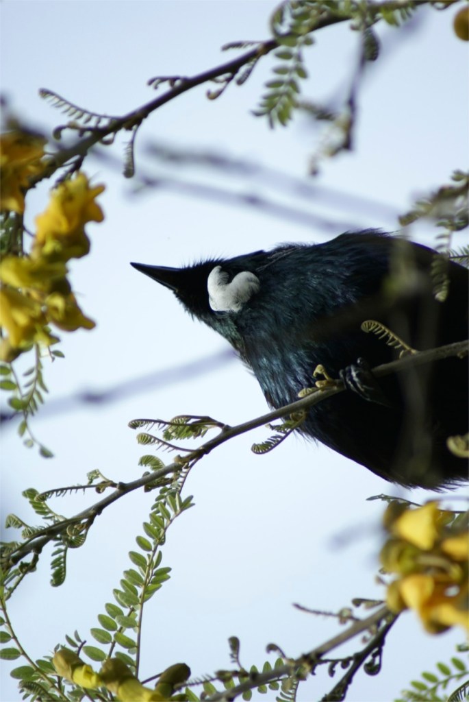 "Tui heaven", the spring blooming of the Kowhai tree