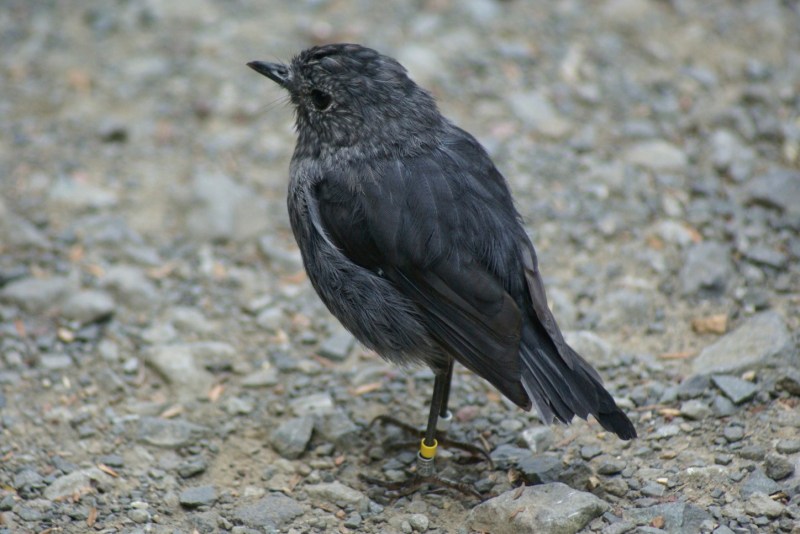 A better ashot of a North Island Robin