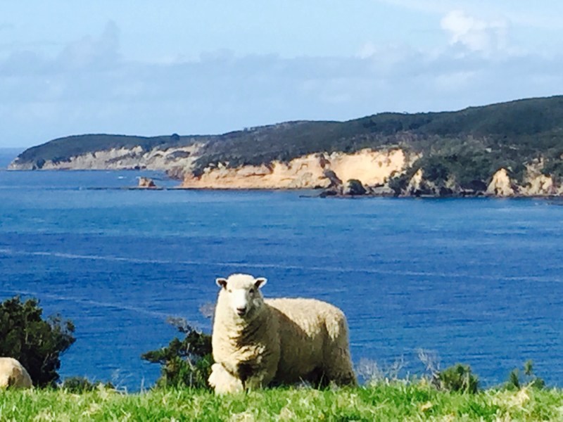 Coastal Walk Tawharanui Regional Park Tawharanui Regional Park