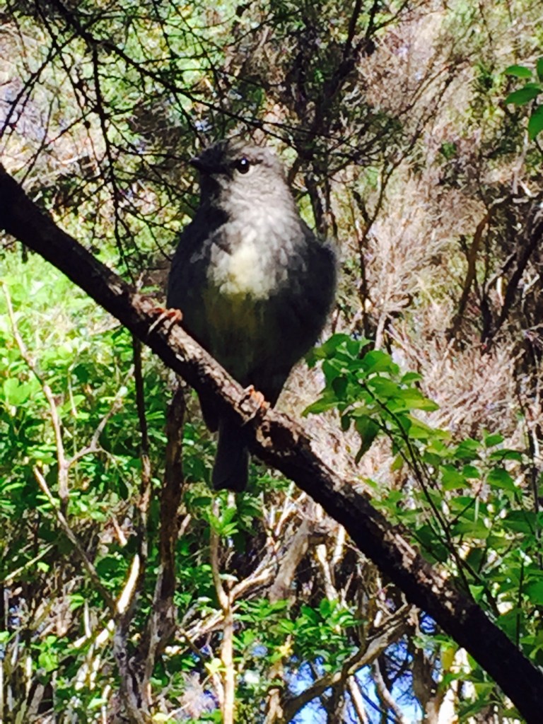 North Island Robin Tawharanui Regional Park Birds at Tawharanui Regional Park