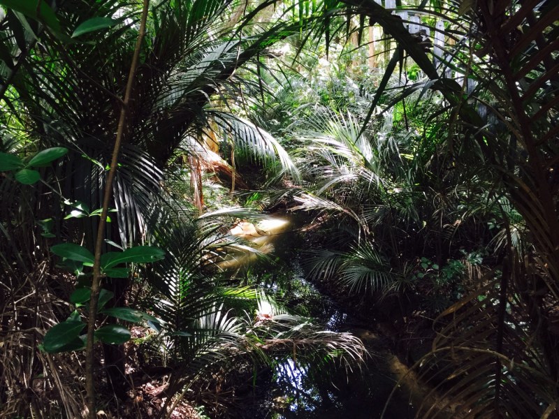 Bush at Tawharanui Regional Park Tawharanui Regional Park