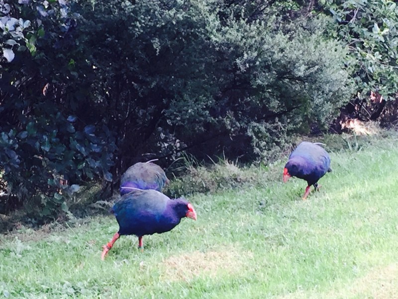 Takahe Tawharanui Regional Park Takahe Tawharanui Regional Park