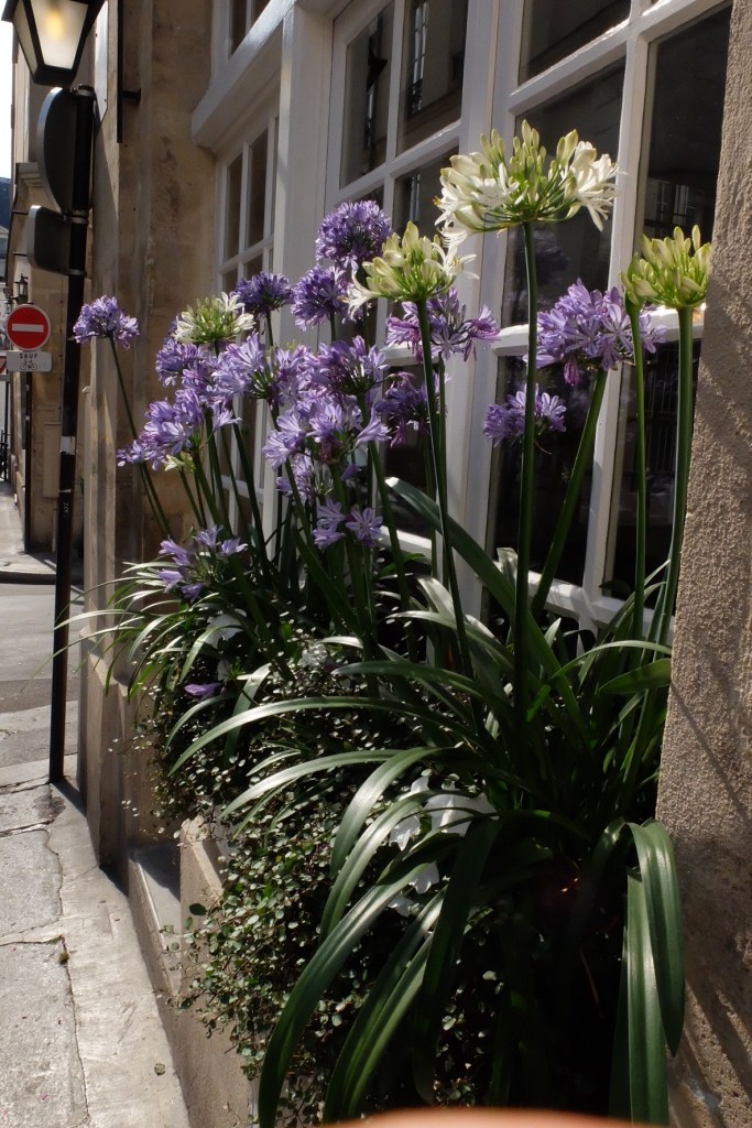 We consider them noxious weeds, Parisians put them in their window boxes