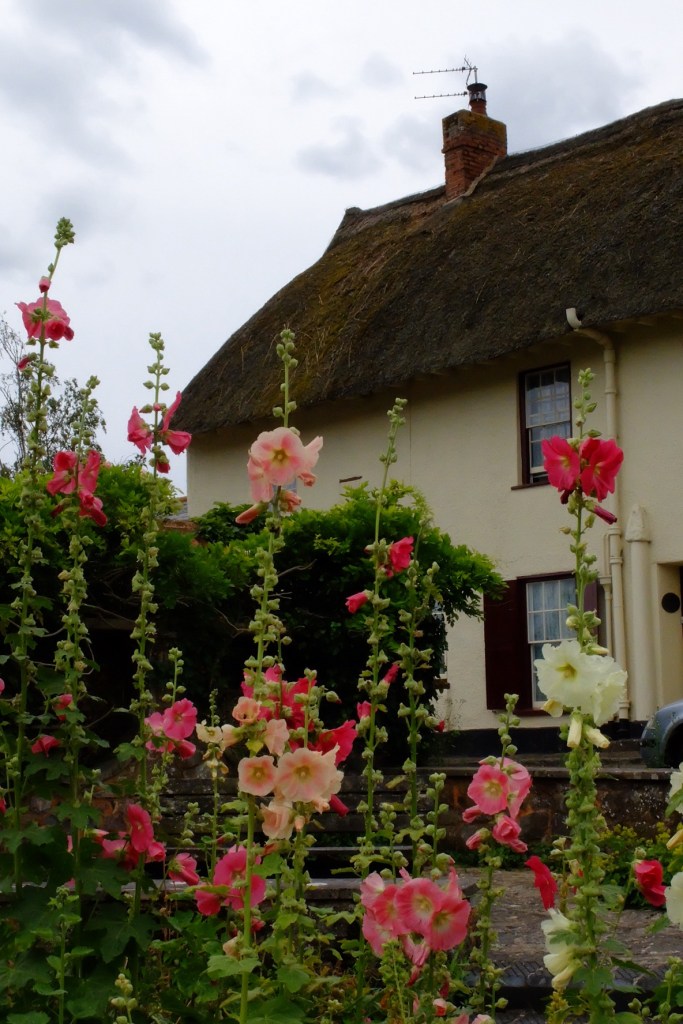 A nive combination of house and flowers in Thorverton