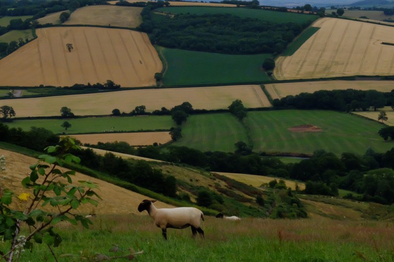 We love the patchwork effect of the countryside around Thorverton and throughout the entire area.