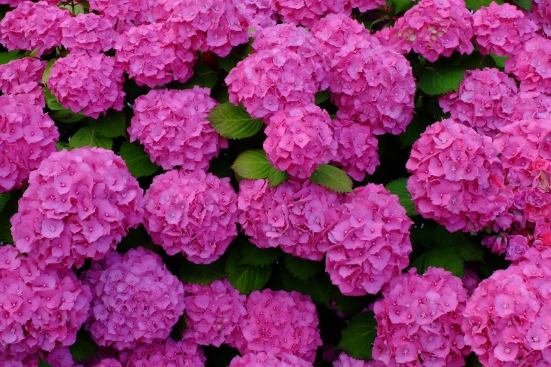 We were impressed by the colours of the hydranger bushes.