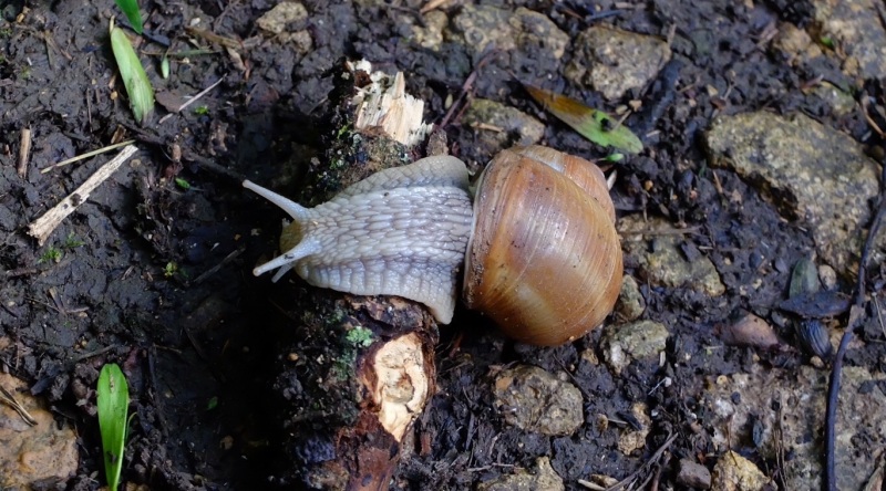 A very large local "Roman snail"