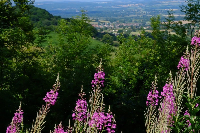 The wild flowers were past their best but still impressed us with the variety