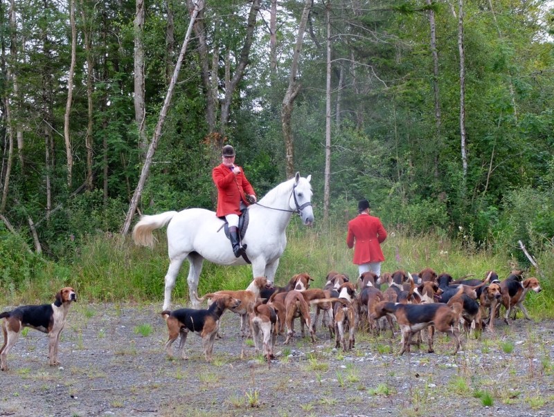 Training the young hounds which included the hunt horn. It was a very serious business.