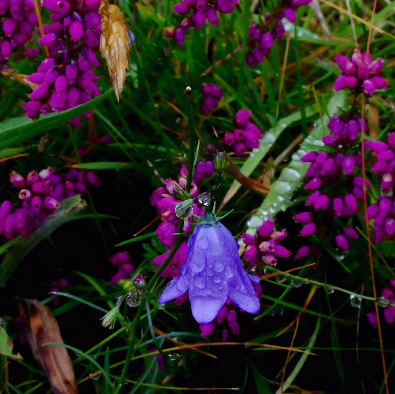 When you look closely, the flowers were quite stunning