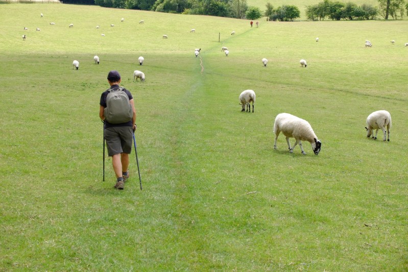The black faced sheep remained our companions at many stages along the walk