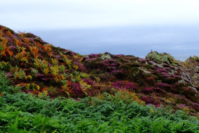 An array of colour with the heather, bracken and rocks,.