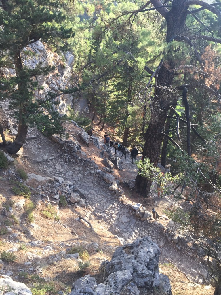 The initial path down the start of the walk is well formed but steep with many switch backs.Pic courtesy Ruth iPhone 6