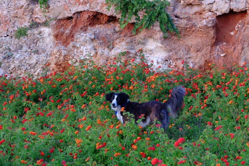 Flower power was what it was all about for this dog