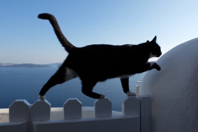 The stray cats have been everywhere in Greece (makes it feel like home) even here in Santorini