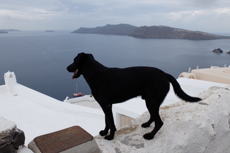 Like the cats, the dogs look to be "freelance" and in Santorini looked for fellow trouble makers by balancing on the pathway walls.