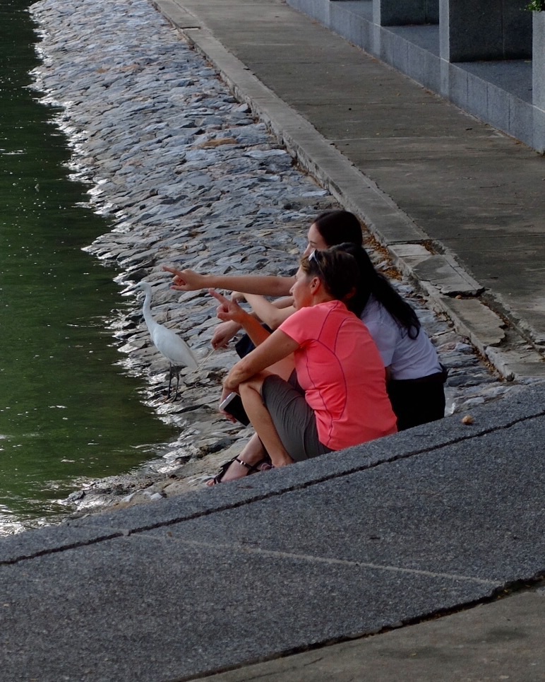Ruth chatting to two of the students at the University, the heron wants to join in as did a turtle which would poke it's head out of the water every now and then.