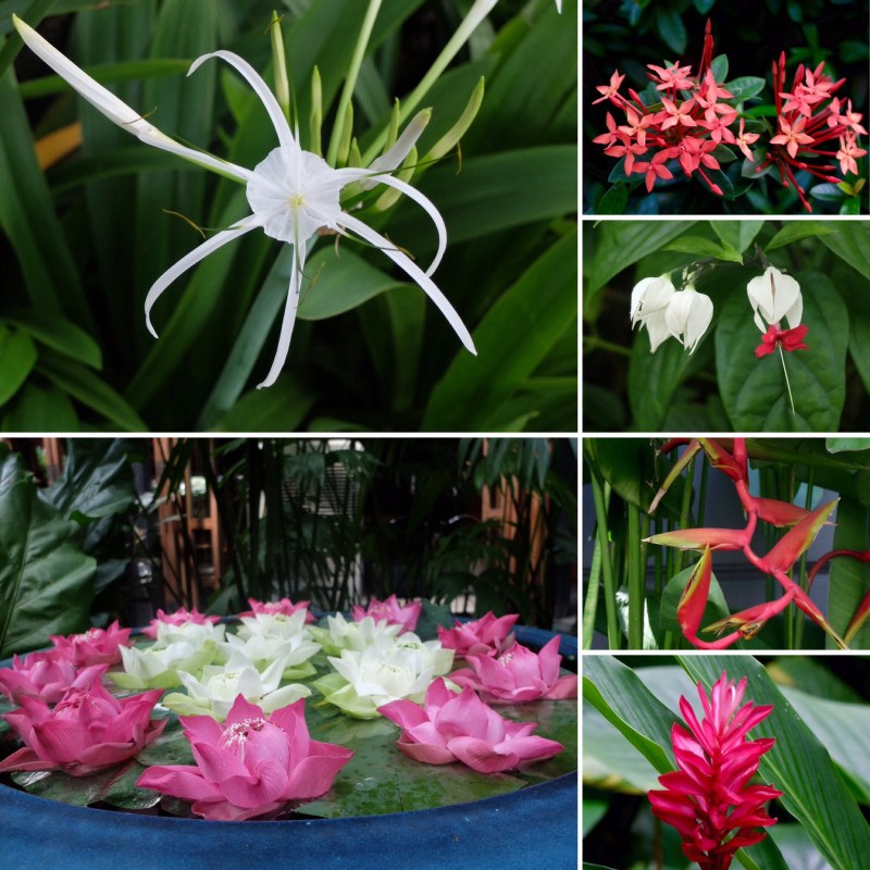 We are seeing a very different range of flowers