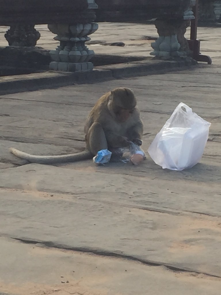 Warning: don't take your food in a plastic bag, the monkeys know what it is, we saw two people lose their breakfast or lunch as a monkey would undertake a hit and run manoeuvre and they knew exactly how toget into the goodies, you unwrap them.