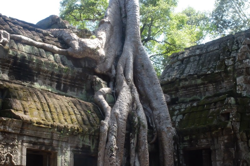 Probably what our house will look like when weget back. Ta Prohm has been left as it was found.