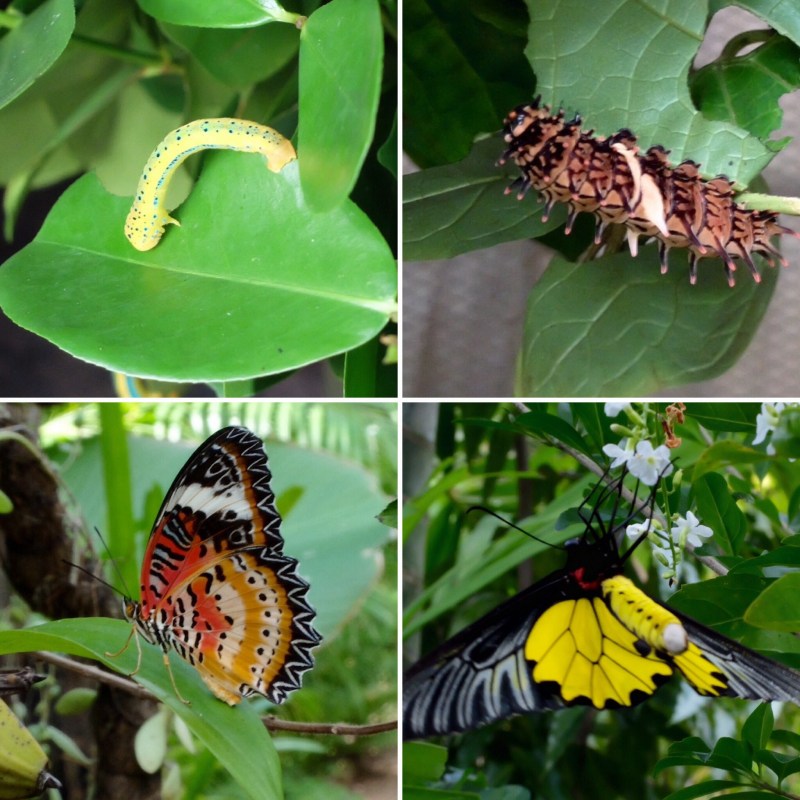 If you like butterflies the Banteay butterfly centre is worth a visit