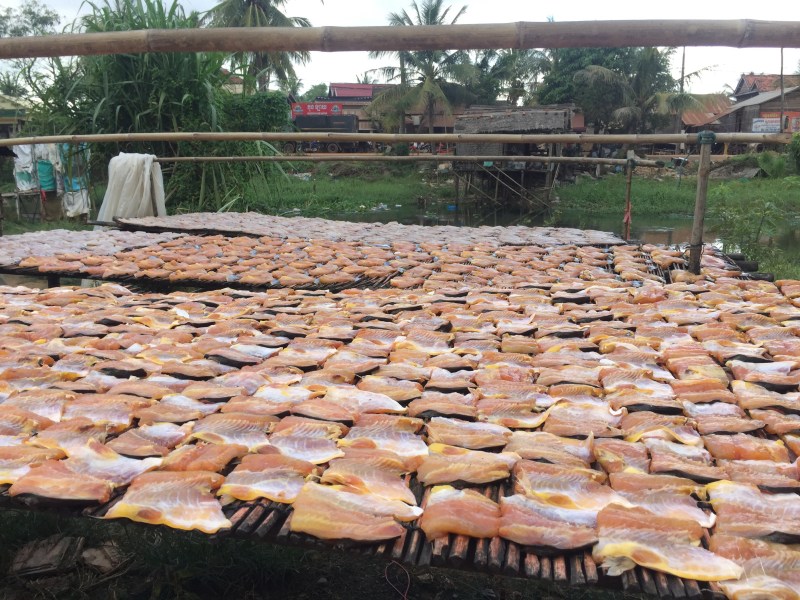 The road sides get used for a multitude of produce drying, mainly rice but we came across these racks of fish drying in the sun. The price doubles from $1.5 per kg for fresh fish to $3 for the dried variety.
