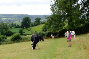 Strolling across a farm on the Cotswold Way