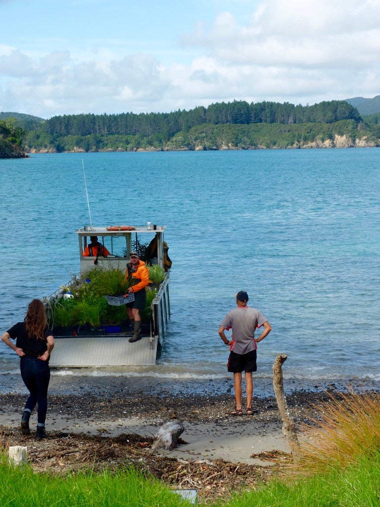 The second barge load of plants arrives