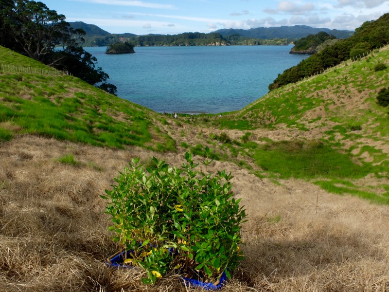 The tray of plants enjoys the view and while lying on the ground exhausted I was able to get the picture without too much "picture shake".