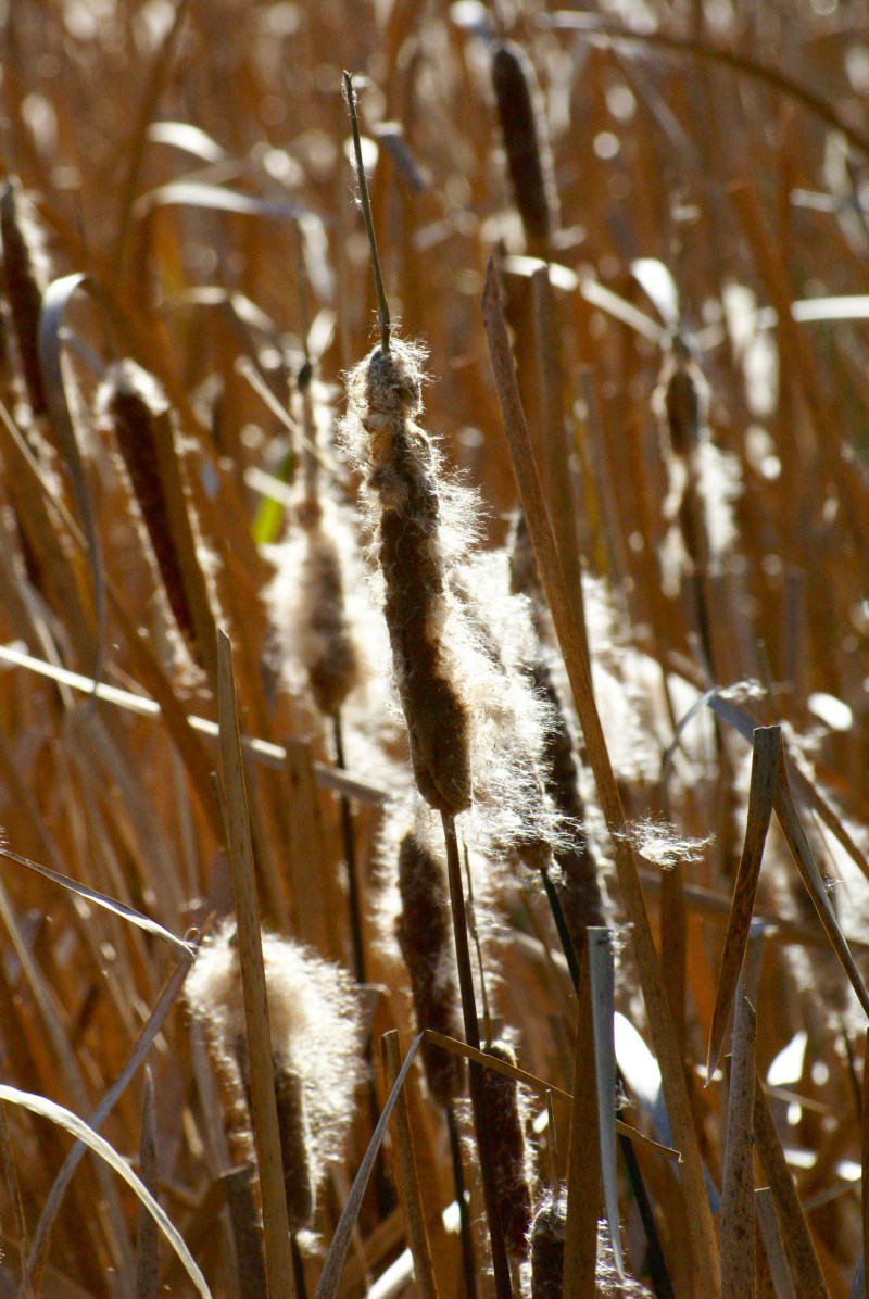Bulrush