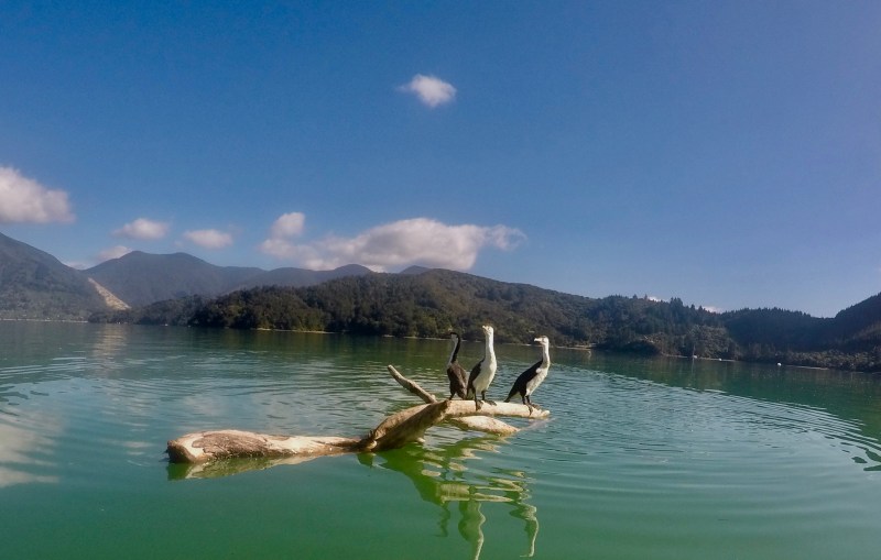 DCIM100GOPROGOPR1013.