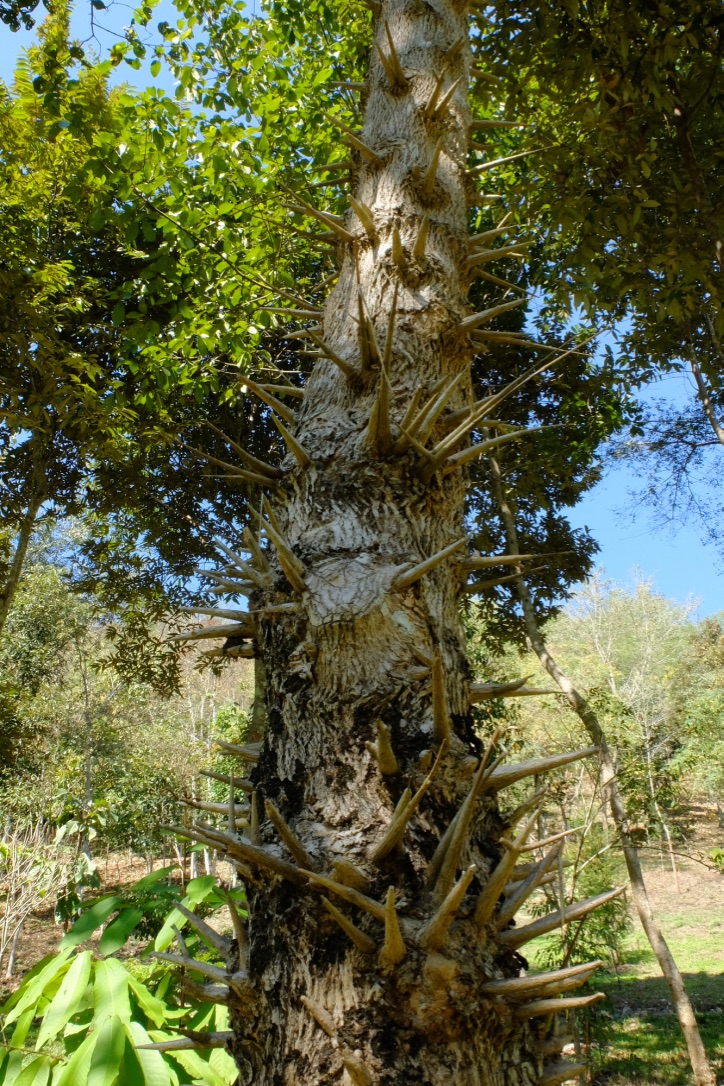 UNADJUSTEDNONRAW_thumb_10302