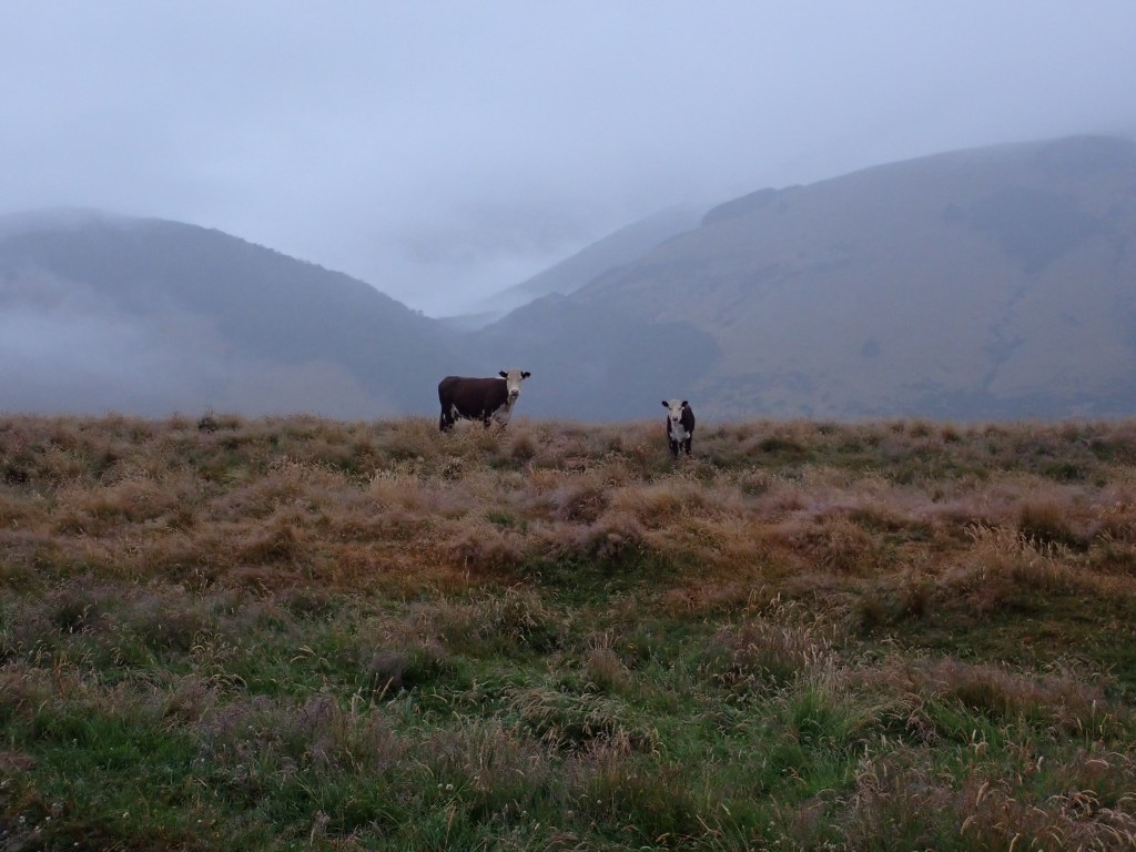 The Angel Tandem is now being piloted by an aging human and an opinionated Angel Bear.