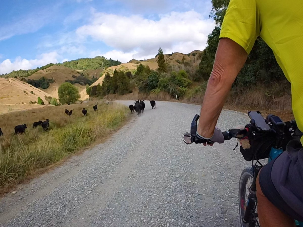Bob’s letter from the tandem: yeehaw ride em cow&nbsp;bears