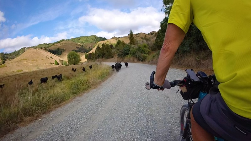 Bob’s letter from the tandem: yeehaw ride em cow&nbsp;bears